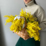 Мимоза в плетеной корзине